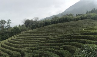 甜茶藤的功效与作用 甜茶藤的功效与作用简介