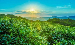 产生于福建安溪的名茶是什么 产生于福建安溪的名茶介绍