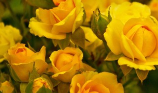 十一朵黄玫瑰的花语是什么 十一朵黄玫瑰的花语介绍