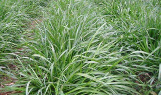 黑麦草种植 种植过程是什么