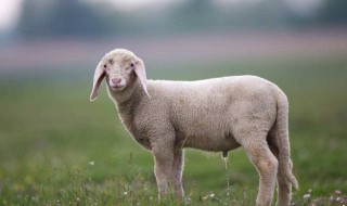 羊羔多少天可以断奶 羊羔多少天断奶比较合适