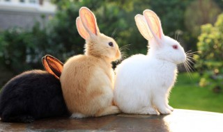 兔子的智商有多高? 兔子能训练吗