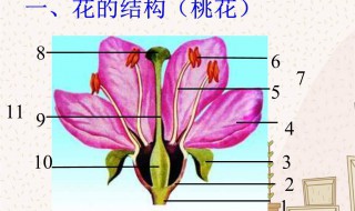 生物是什么组成的 专家告诉你绝大多数生物都是由什么组成的