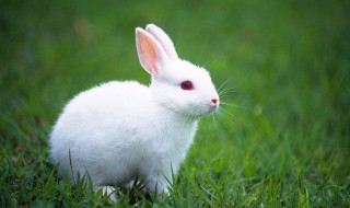 兔子舌头的特点是什么 兔子的舌头的主要作用是啥