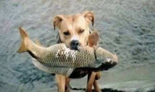 狗能不能吃鱼 你明白了吗