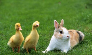 兔子是咋样躲避狗的追 兔子的速度有多快