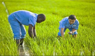 东北地区四季气候特征对水稻种植的有利影响 进来看看