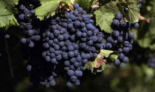 五六月份成熟的葡萄品种 成熟期较早的葡萄品种简介
