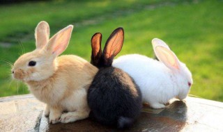 兔子喜欢被怎么摸 这几种方式你都知道吗