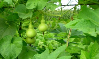 葫芦种植方法 葫芦的养殖方法介绍