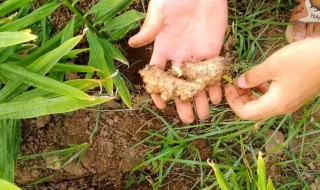 姜的种植技术方法 关于姜的种植技术的方法