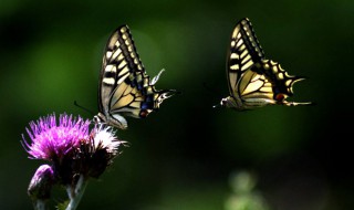 两只蝴蝶是哪年的歌 两只蝴蝶年份如下