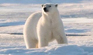北极熊为什么不吃企鹅脑筋急转弯 北极熊为什么不吃企鹅脑筋急转弯解释
