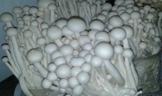 海鲜菇怎么炒 制作炒海鲜菇的方法