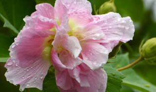 芙蓉花语 芙蓉花语是什么