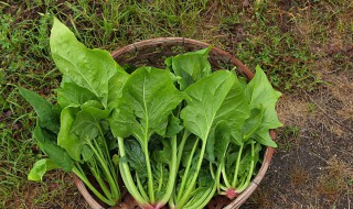 菠菜种植方法和时间几月播种 菠菜怎么种植