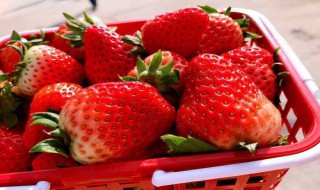 草莓是什么季节的水果 什么时候有草莓