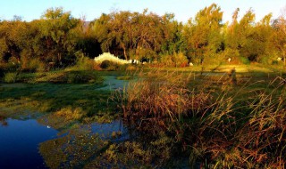 洱海月湿地公园介绍 你有去过吗