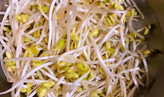 黄豆芽怎么发 黄豆芽的功效