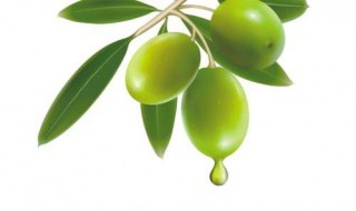 橄榄油的功效与作用 橄榄油的好处