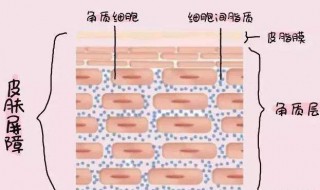 角质层薄用什么精华 你真的选对了吗