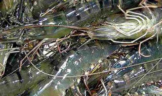 草虾怎么保存 保管虾的步骤