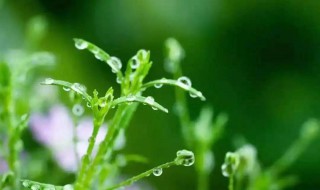 春分雨水是什么意思 春分雨水意思是什么