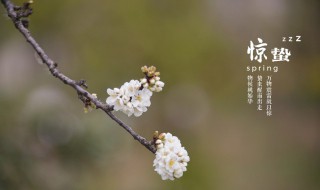 春季有哪几个节气分别代表什么意思 春天的节气有哪些