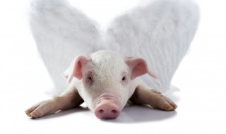 猪肉为什么涨价 猪肉涨价是因为今年猪肉的供给不足