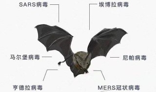 蝙蝠携带什么病毒 具体内容如下