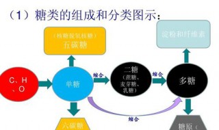 麦芽糖由哪两个单糖组成 了解一下