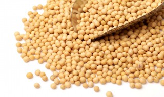豆渣里面含什么肥料 豆渣沤的肥主要成份是什么