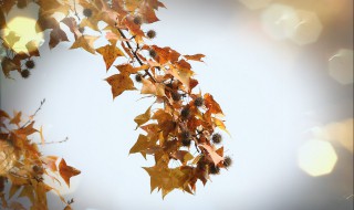 描写秋天的诗句 值得收藏的描写秋天的诗句