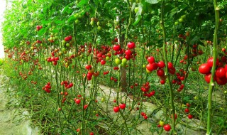圣女果高产的种植与培养方法种植技术 圣女果高产的种植方法