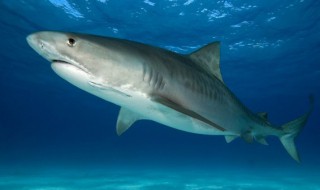 鲨鱼的繁殖方式有哪些 鲨鱼的繁殖方式介绍