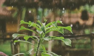 有雨的诗句 带雨的诗句