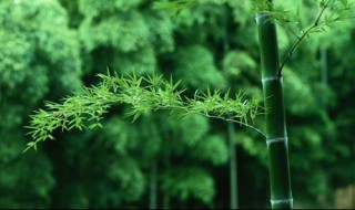 关于竹子的诗句 竹子的诗句有什么
