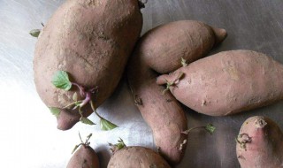 地瓜发芽能吃吗 红薯发芽会产生毒素吗