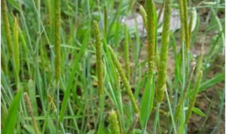 燕麦除草剂什么时候打 燕麦喷打除草剂时间建议