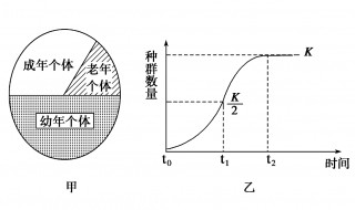 年龄组成的意义 年龄组成的概念是什么