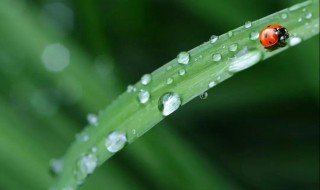 临安春雨初霁翻译 古诗词翻译