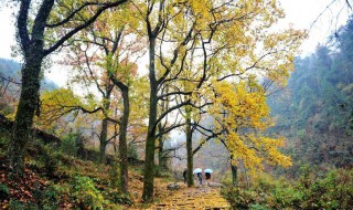 南黄古道今年最佳旅行时间（黄南古道几月份最美）