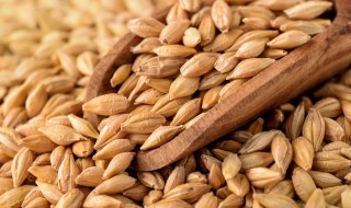 小麦和大麦有什么区别 小麦和大麦的区别