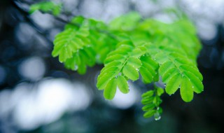 关于雨水节气的谚语 谨记于心