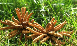 冬虫夏草的功效与作用及食用方法 简单又养生