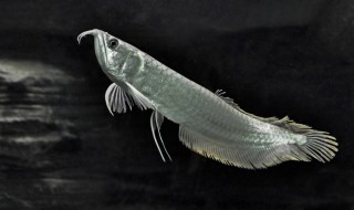 银龙鱼怎么养 养银龙鱼的5个注意事项