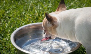 小狗喂水的正确方法（小狗要经常喂水吗）