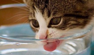 让猫咪多喝水的技巧（让猫咪多喝水的技巧有哪些）