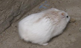 白色仓鼠是什么品种 白色仓鼠的介绍