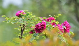 谷雨花是什么花 你都了解多少